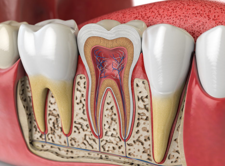 Cross section of a root canal