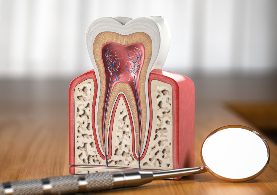 Model of a root canal cross section